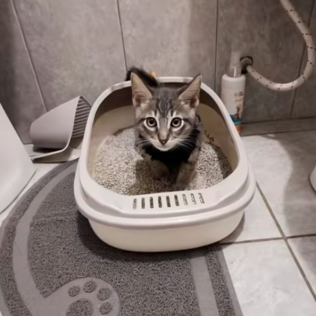 bac-a-litiere-chat-toilette.jpg