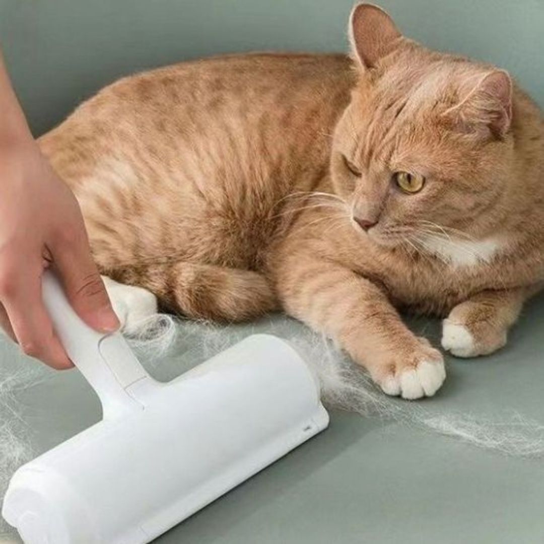 brosse-anti-poil-chat.jpg