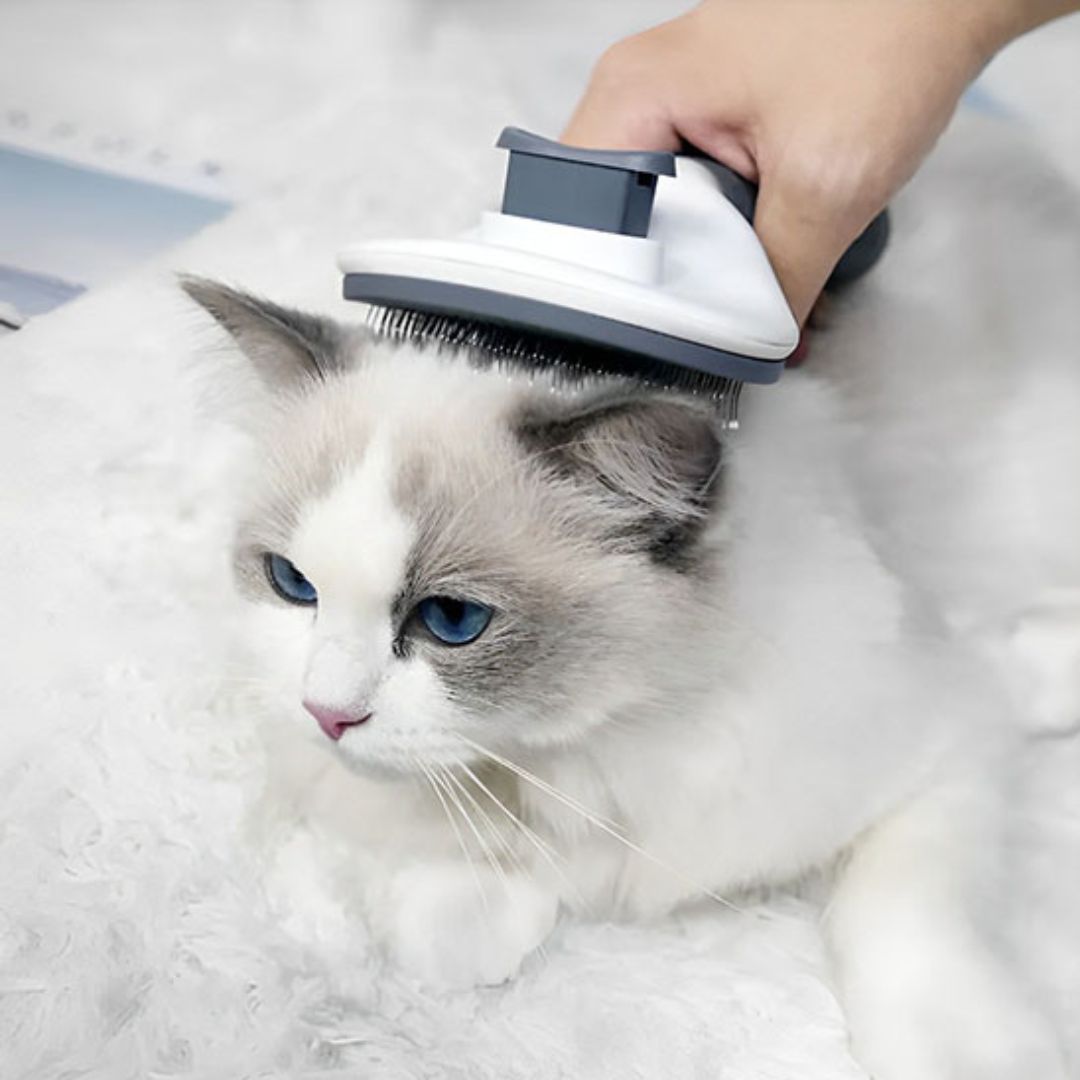 brosse-pour-chat-agreable_85a420c8-87bd-42c9-8ae9-9231dab673d3.jpg