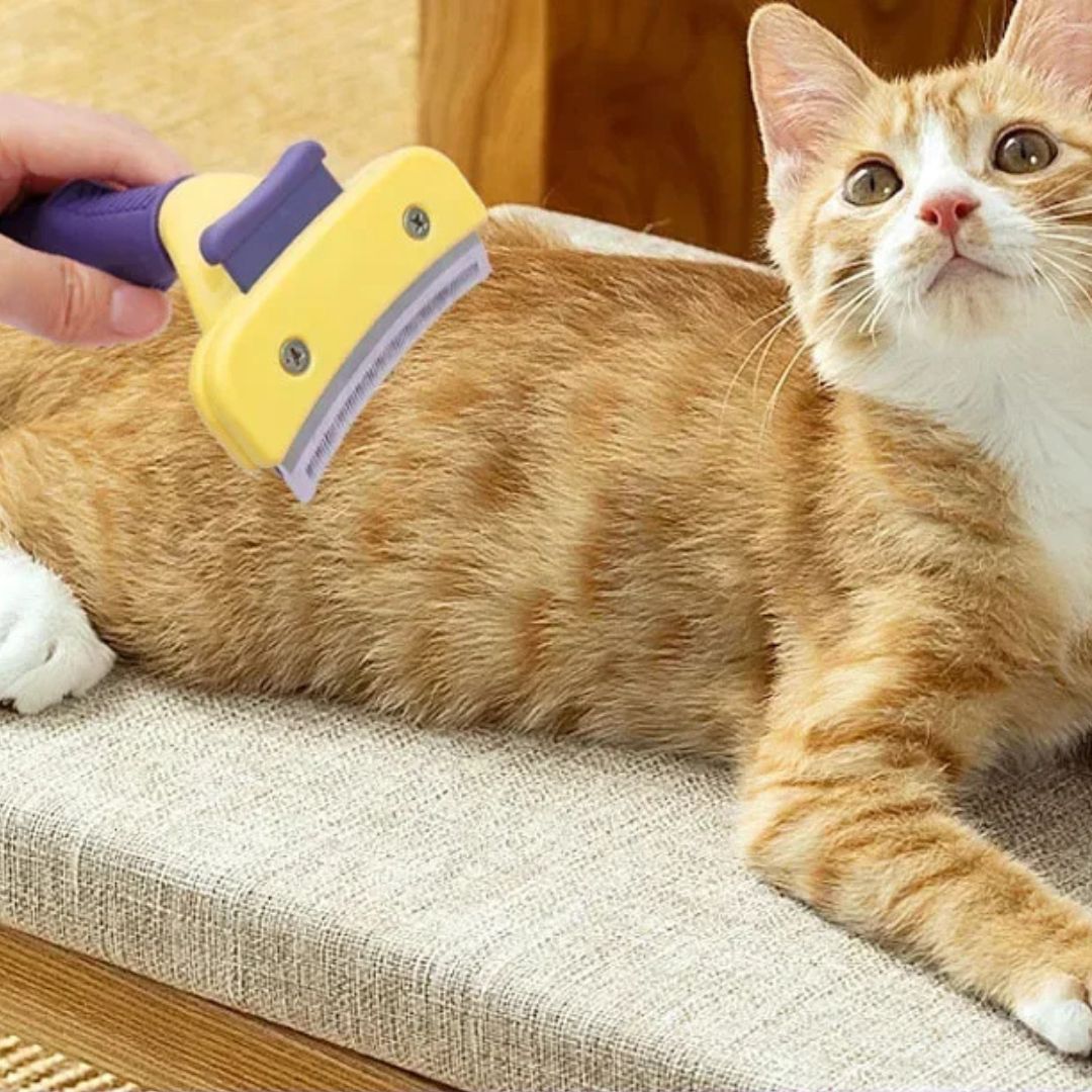 brosse-pour-chat-complicite.jpg