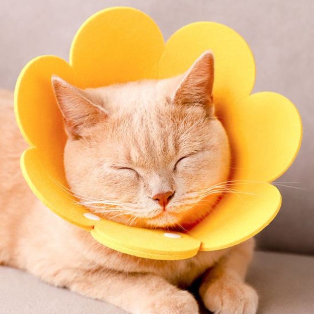 collerette-chat-confort.jpg