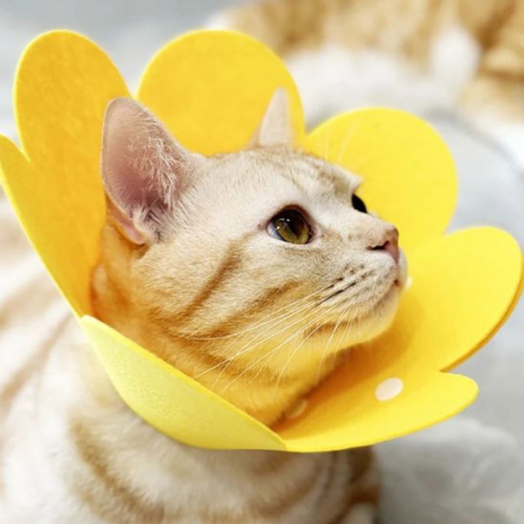 Collar para gato | Florabelle™