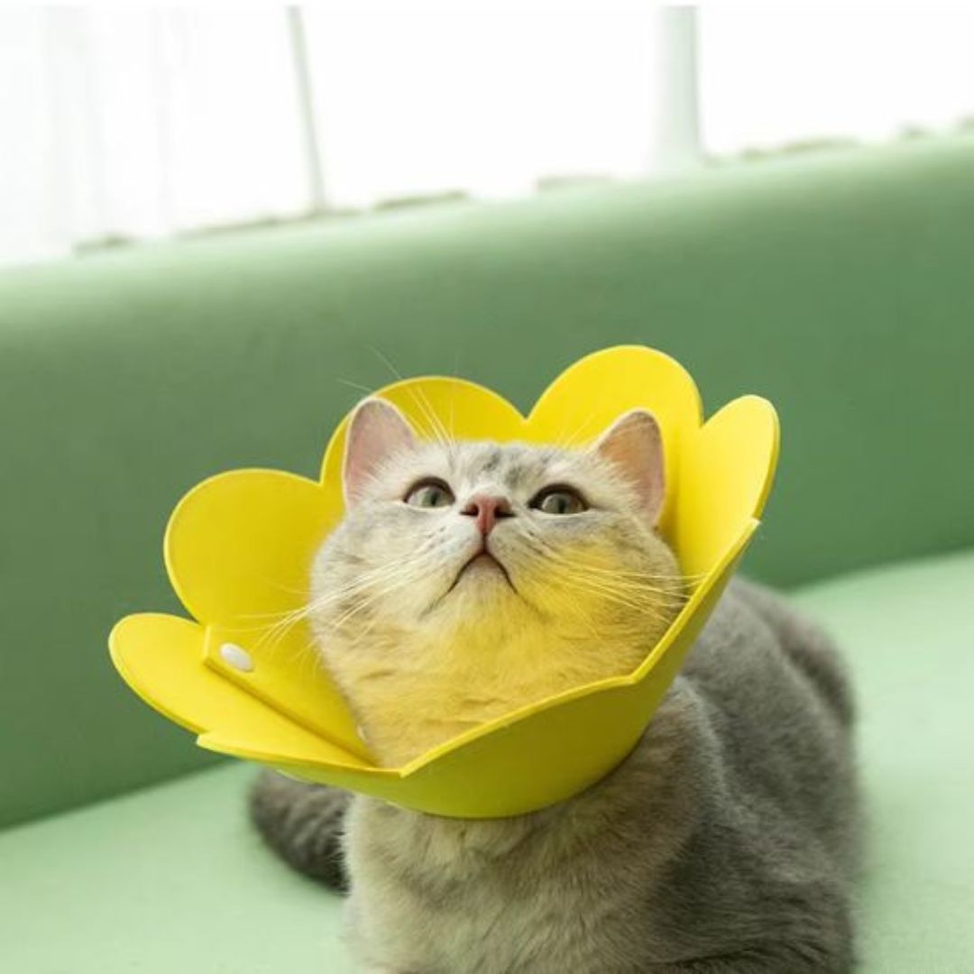 Collar para gato | Florabelle™