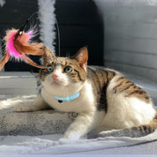 Juguete para gato | ColiPlume™