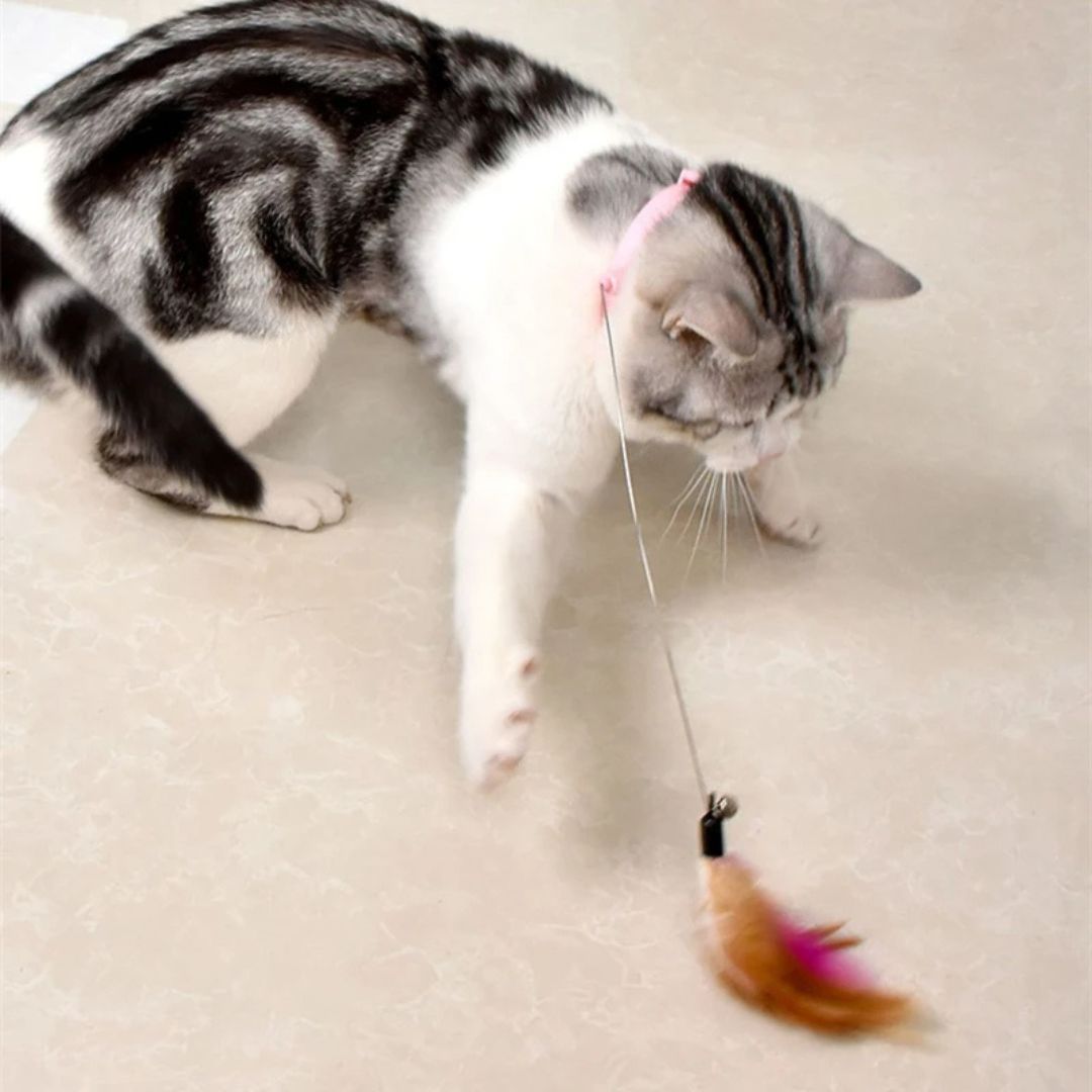 Juguete para gato | ColiPlume™