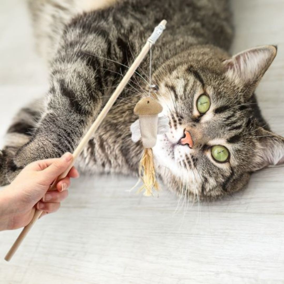 jouet-pour-chat-attirant.jpg