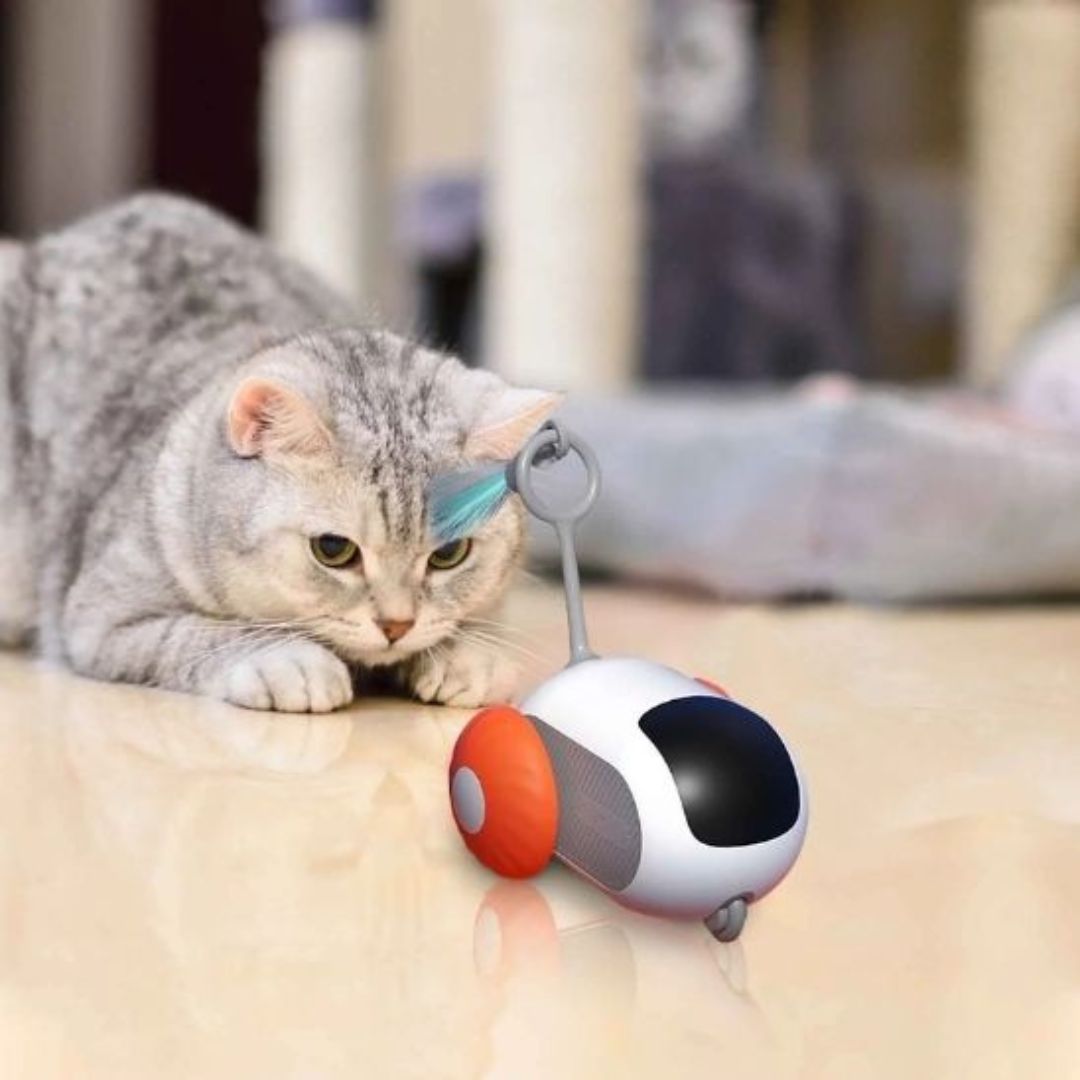 jouet-pour-chat-chasse.jpg