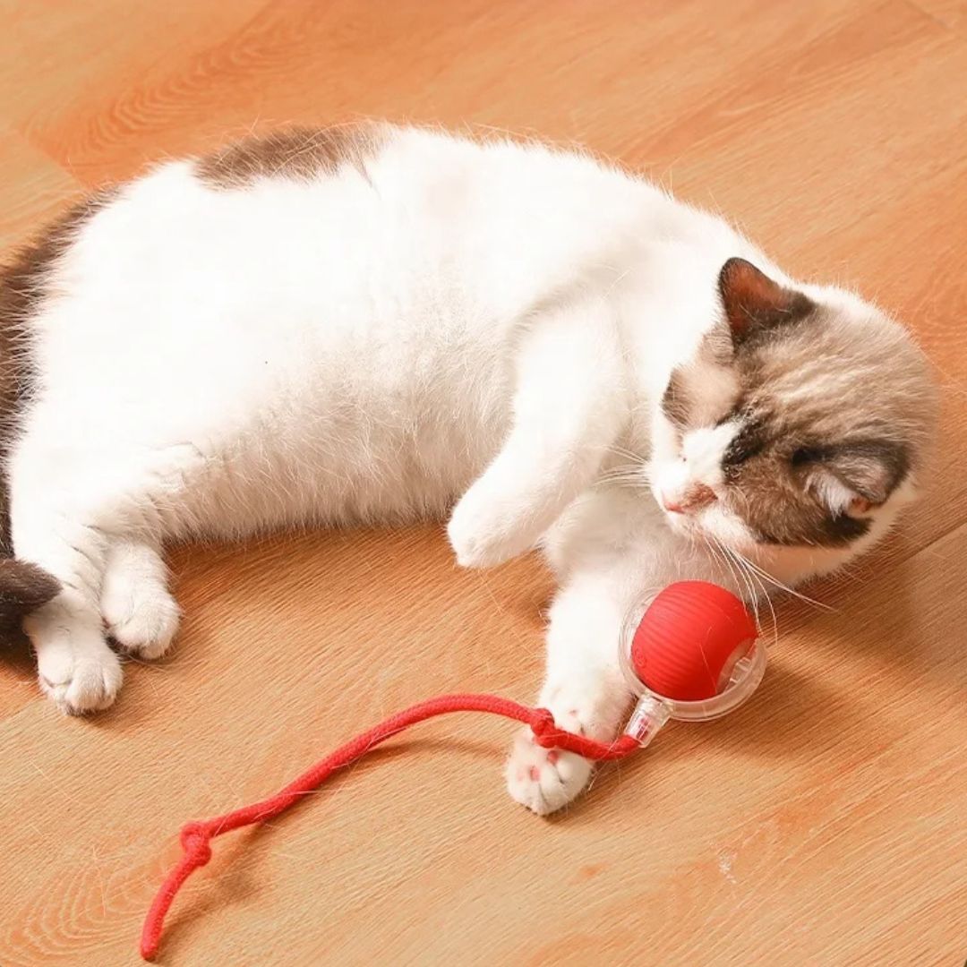 Juguete interactivo para gato | XtremePaw™