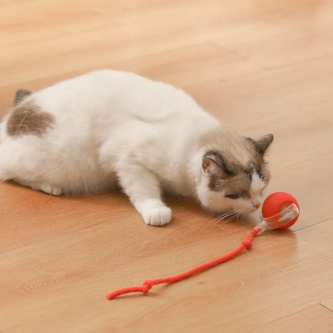 Juguete interactivo para gato | XtremePaw™
