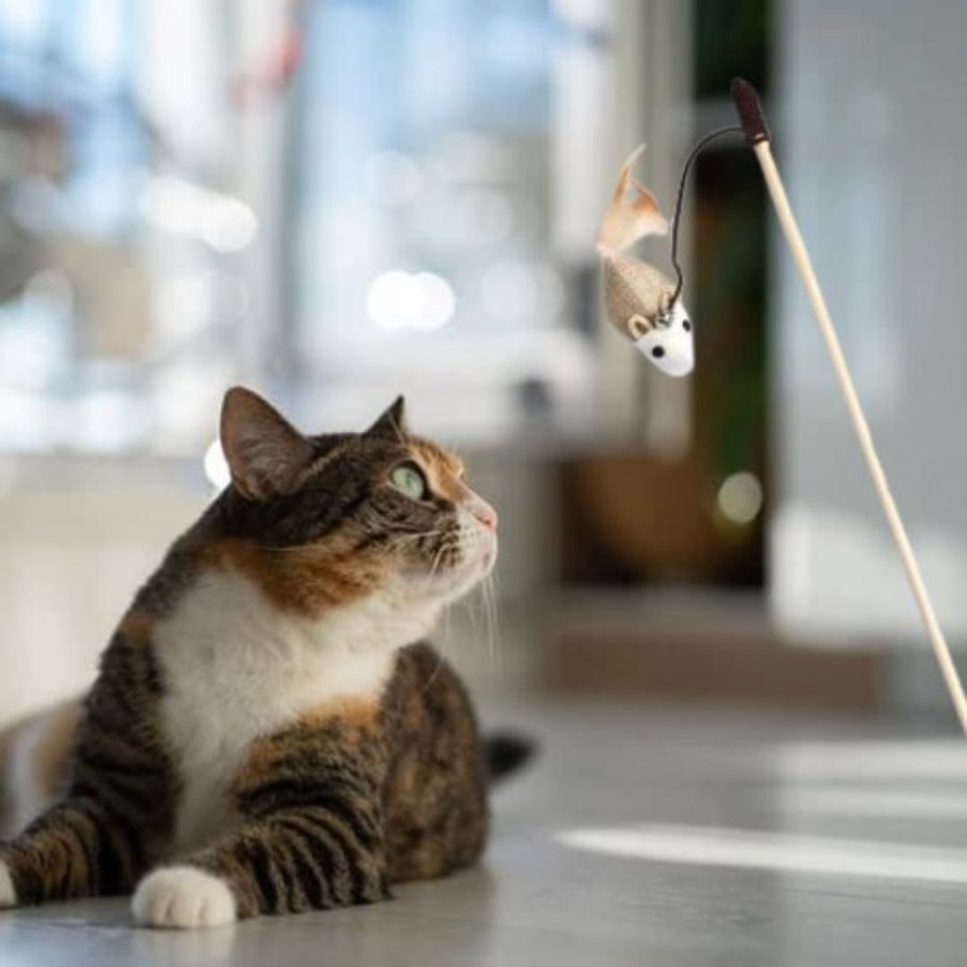 jouet-pour-chat-instinct_1c606bac-499d-4728-9854-b7f9bf6d352c.jpg