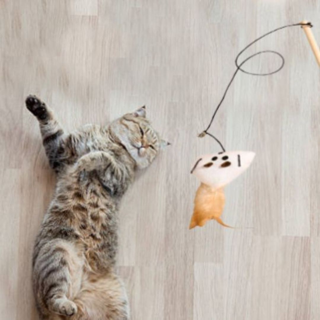 Juguete para gato | KittyPlay™