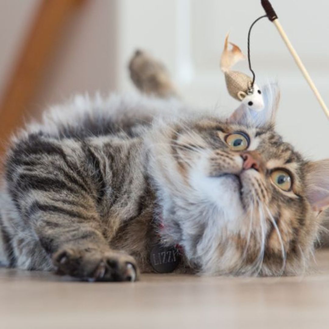 Juguete para gato | KittyPlay™