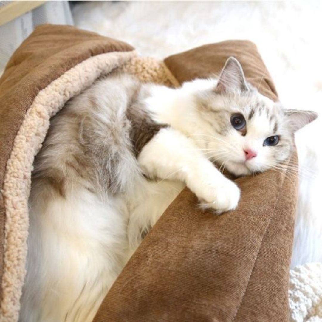 Cama para gato | Kittyzen™