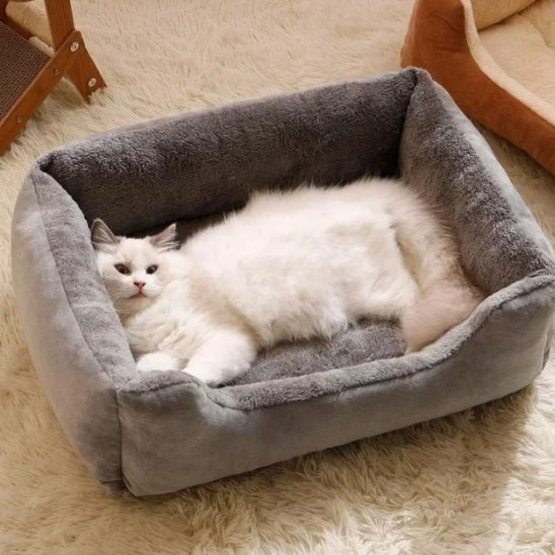 lit-pour-chat-sieste.jpg