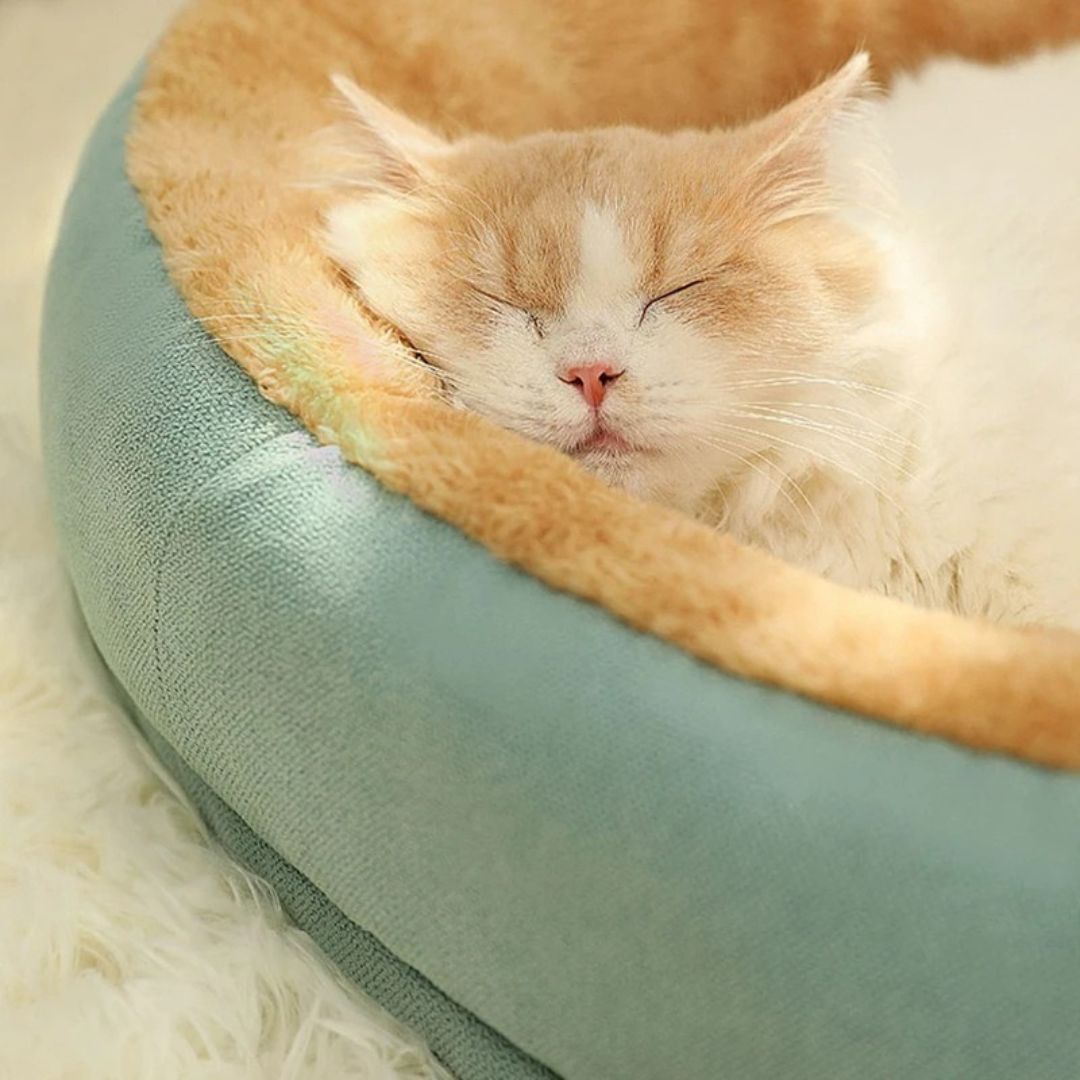 lit-pour-chat-sommeil_23cb249c-bc48-46bc-866b-79e759802efc.jpg