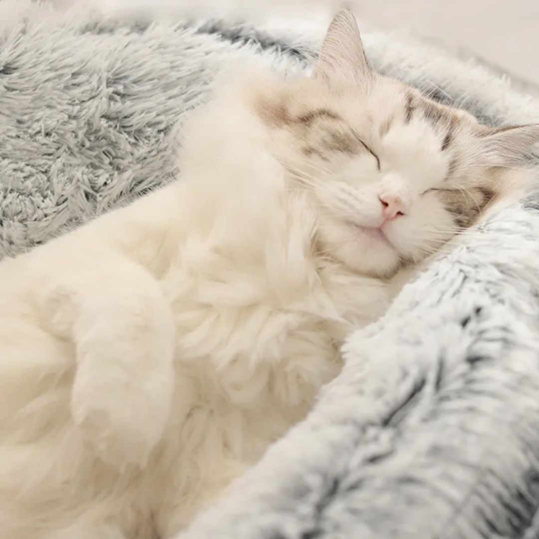 Cesta para gato | PlushKittybed™