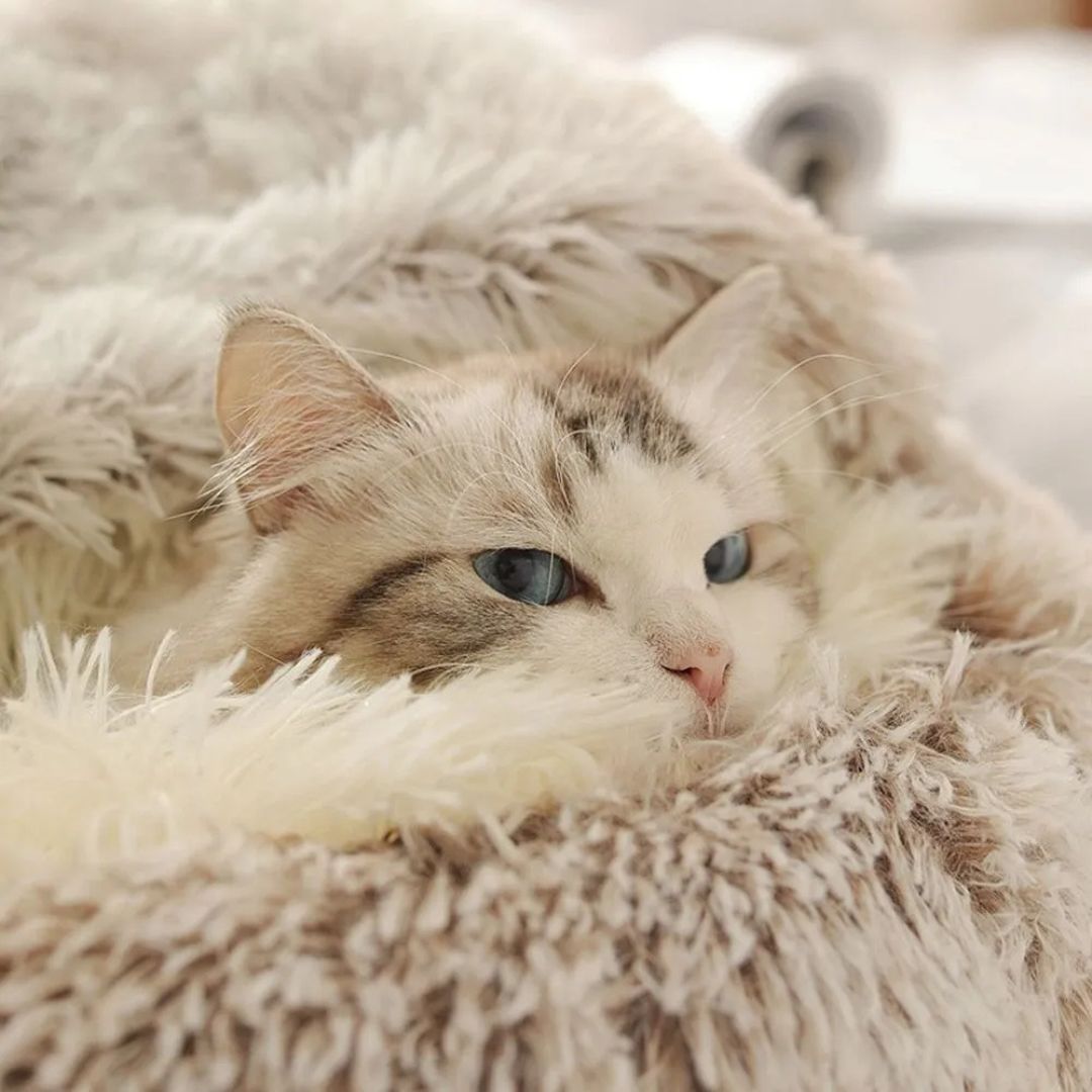 panier-chat-regard.jpg