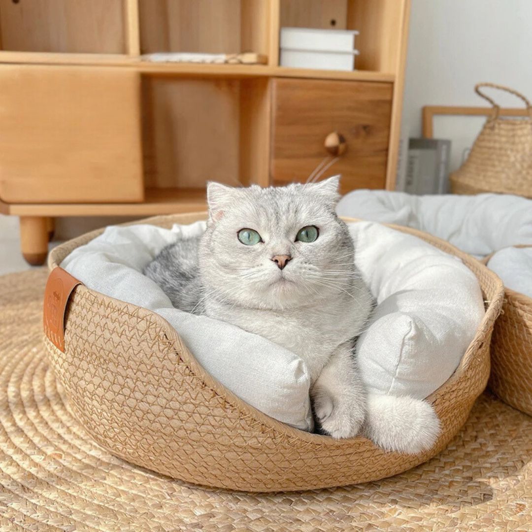 panier-chat-regard_b1cbefa7-ccbd-4b92-abb9-1d64a1ca4dee.jpg