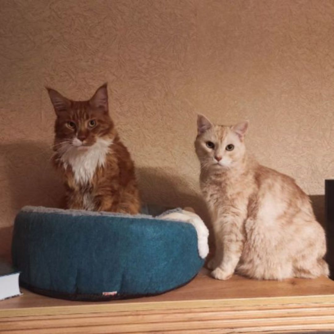 Cama para gato | CatluxeDuo™